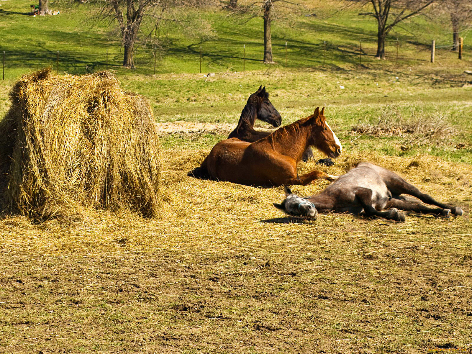 Лошадь сено в день. Лошади в деревне. Сено для лошадей. Сенокос лошадь. Лошадь сена.